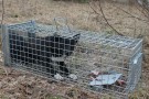 Medium felle for bla. rev, grevling og mårhund med enn inngang. 120x34x34 thumbnail