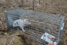 Medium felle for bla. rev, grevling og mårhund med enn inngang. 120x34x34 thumbnail