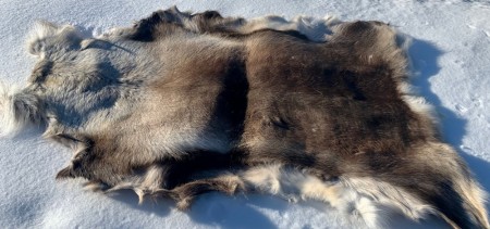 Reinsdyrskinn fra storbukk