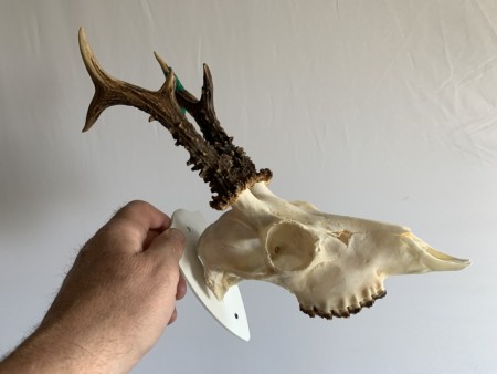 TROPHY KING GEVIRPLATE