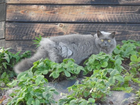 Hund og Katt